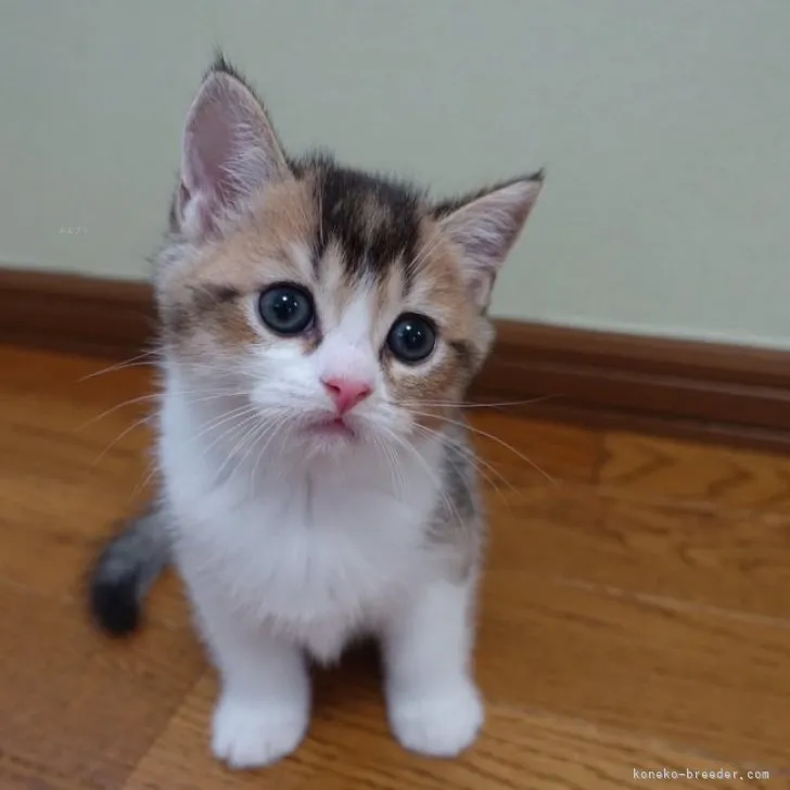 ID:2308-01211の子猫