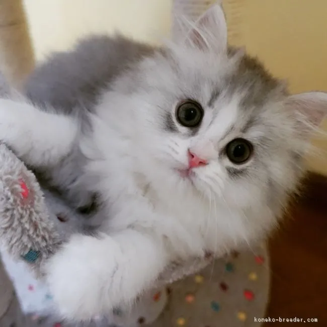 ID：1805-00547の子猫
