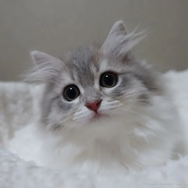 ID：2011-01810の子猫