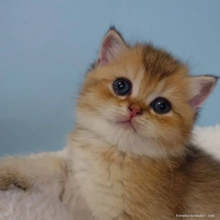 ID:2305-03695の子猫