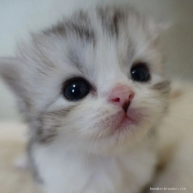 ID：1911-01230の子猫