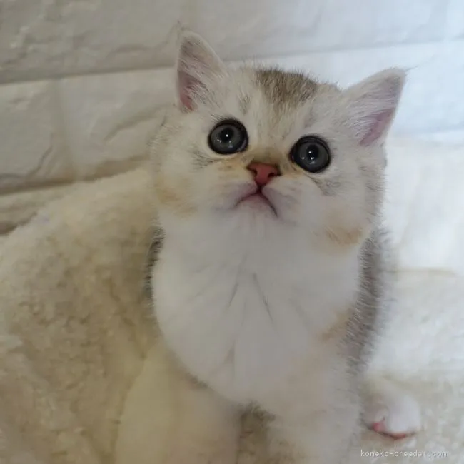 ID：2103-01989の子猫