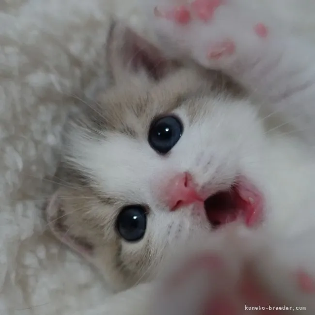 ID:2106-01954の子猫