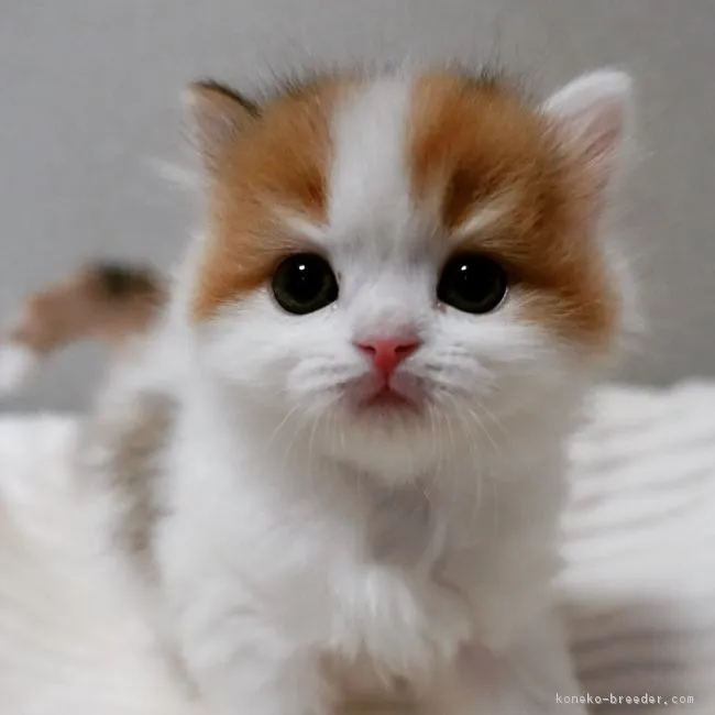 ID：1802-00220の子猫