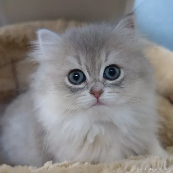 ID：2412-00127の子猫