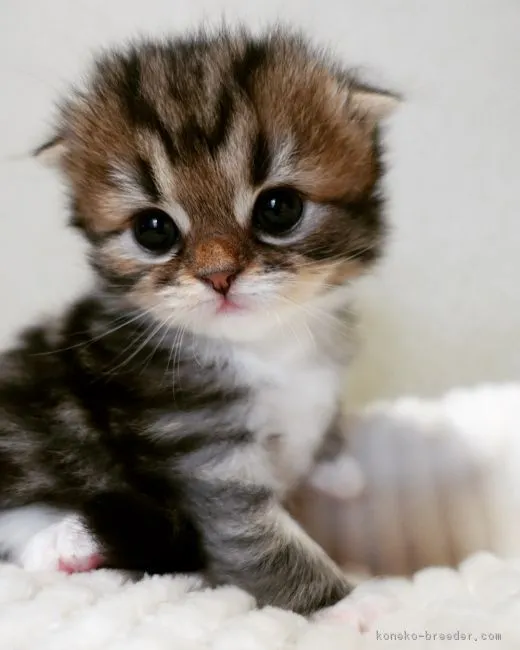 ID：1903-00629の子猫