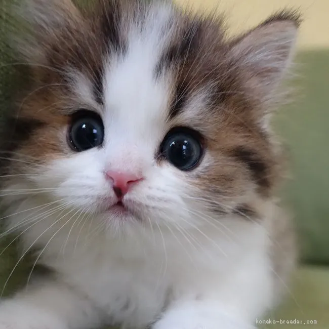 ID:2002-00253の子猫