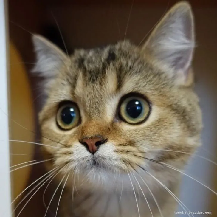 ID:2206-01256の子猫