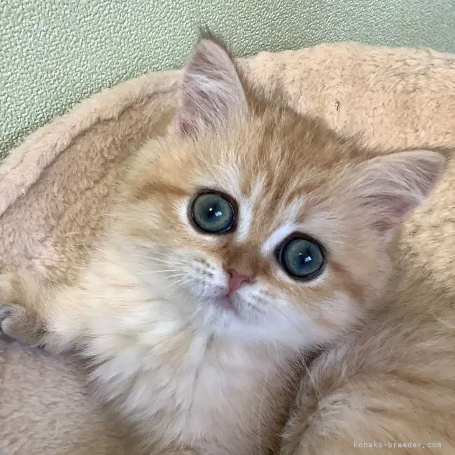 ID：2202-01481の子猫