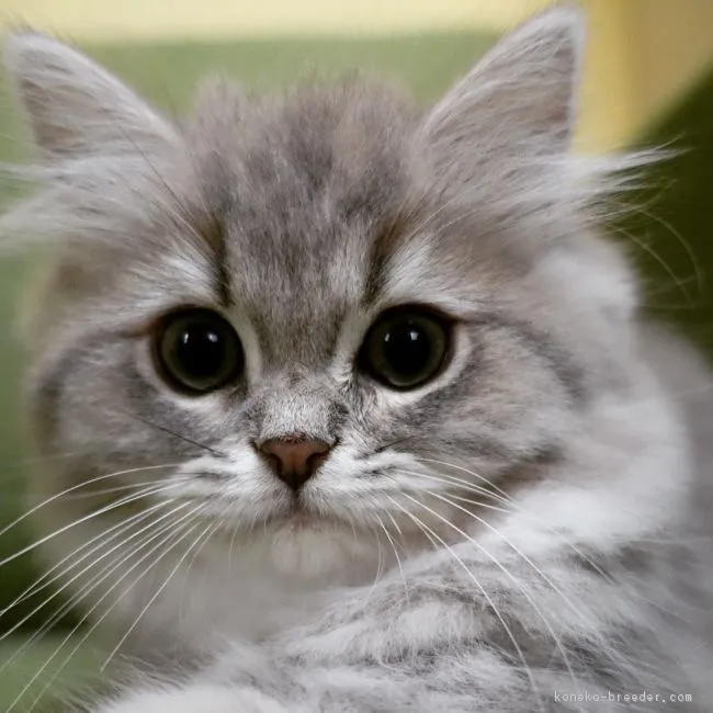 ID:1901-00604の子猫