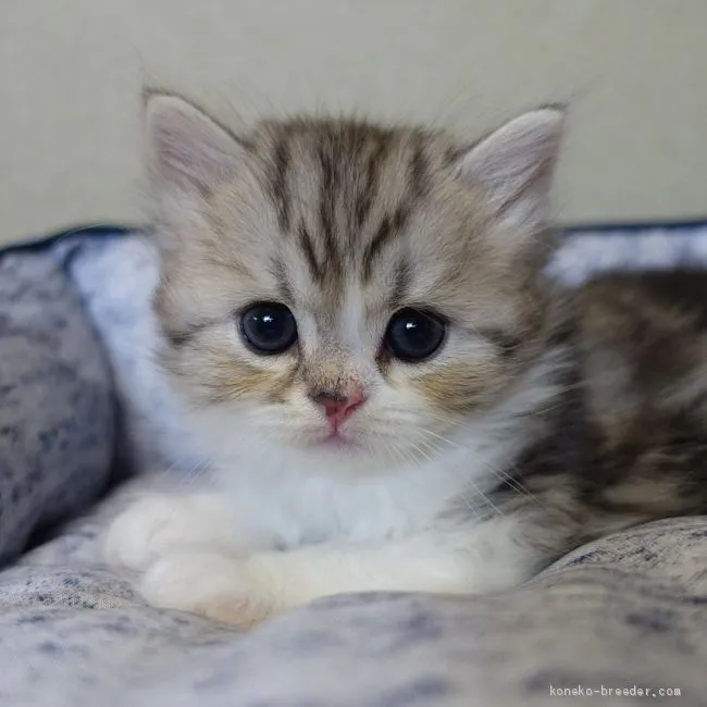 ID:2006-00029の子猫