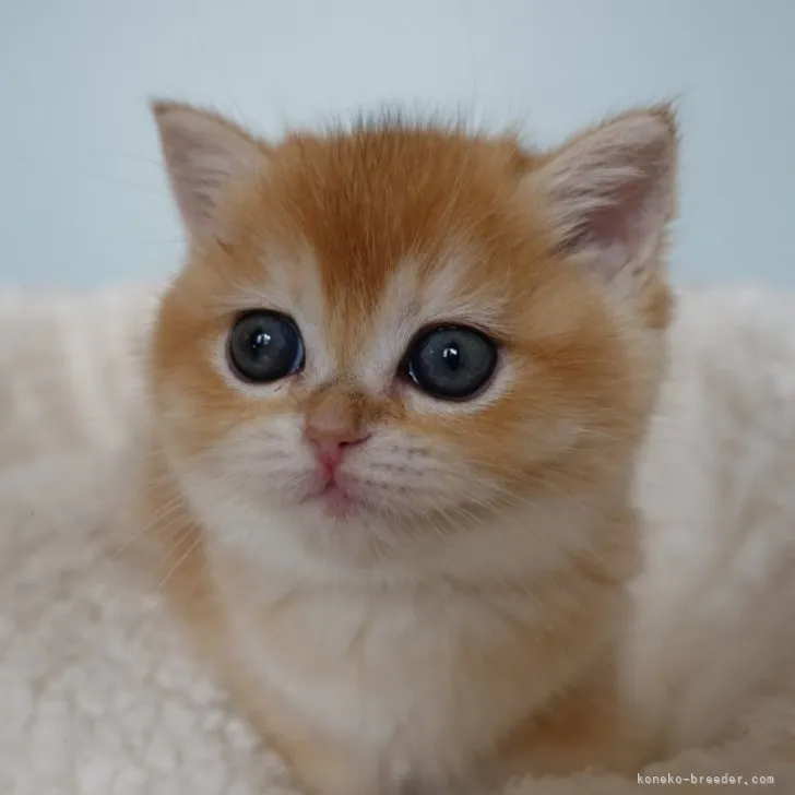 ID:2303-01237の子猫