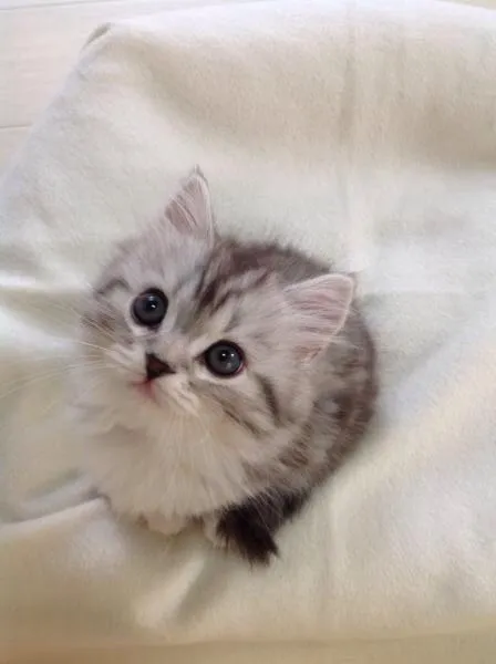 ID:1311-00186の子猫