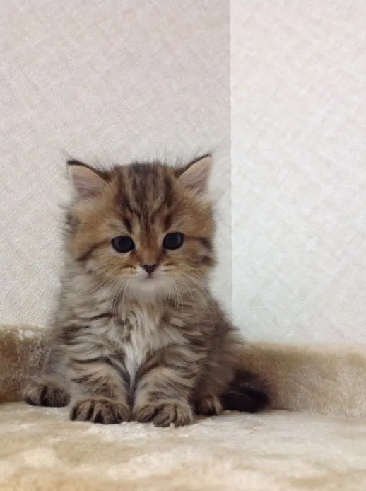 ID：1506-00031の子猫