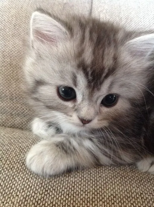 ID:1505-00645の子猫