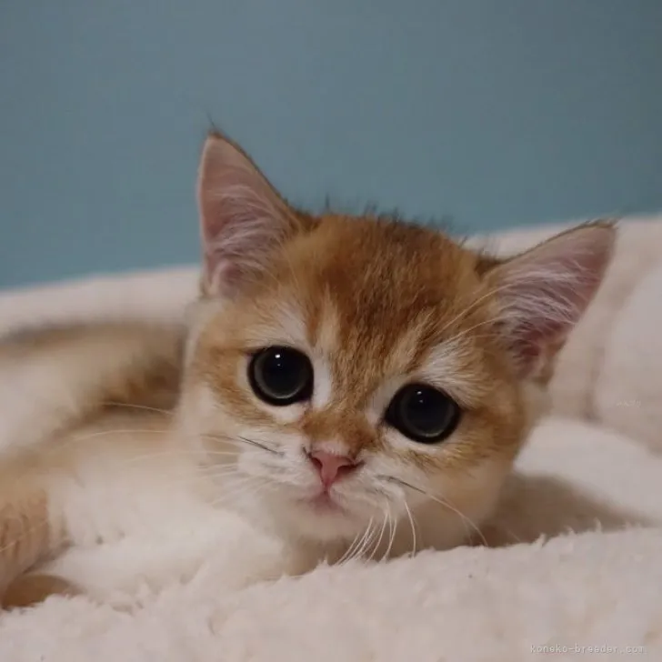 ID:2309-02744の子猫