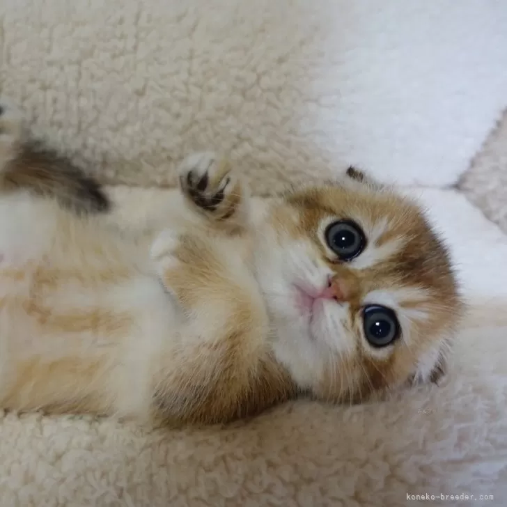 ID：2401-01065の子猫