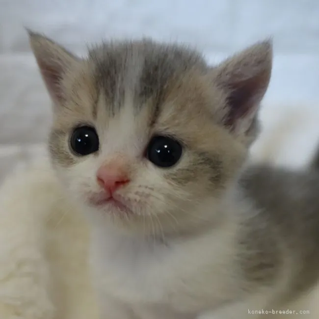 ID：2204-00986の子猫