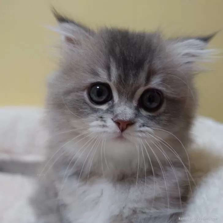 ID:2408-01309の子猫