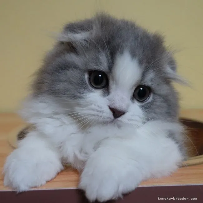 ID：2110-01677の子猫