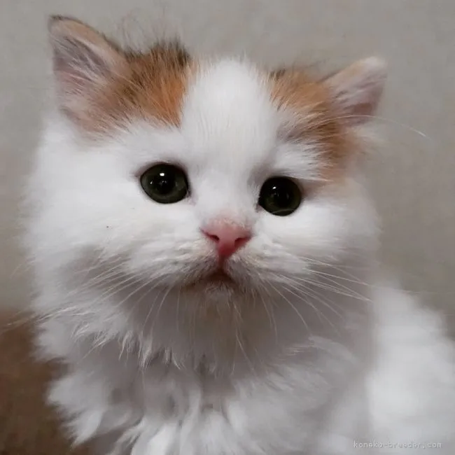 ID：1712-00520の子猫
