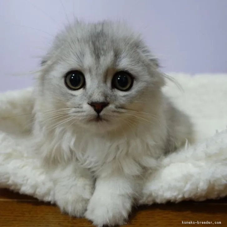 ID:2206-01264の子猫