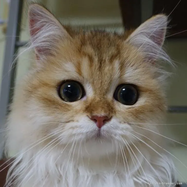 ID:2206-01582の子猫