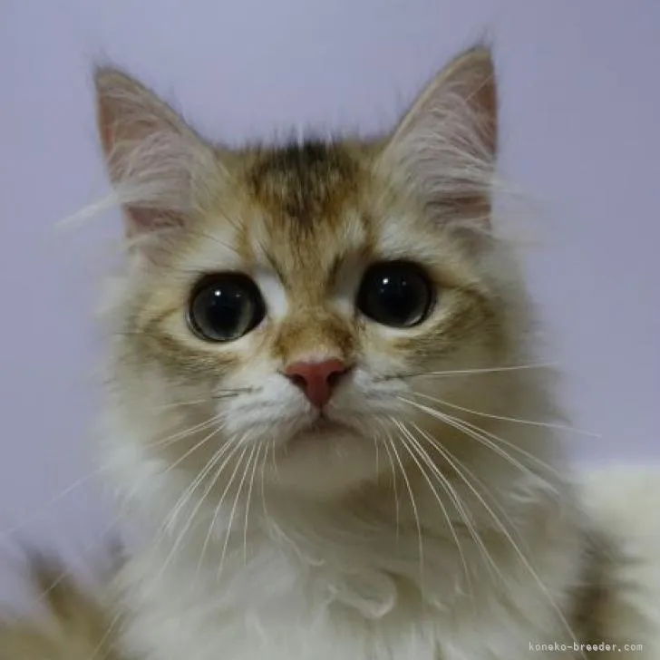 ID:2206-01364の子猫