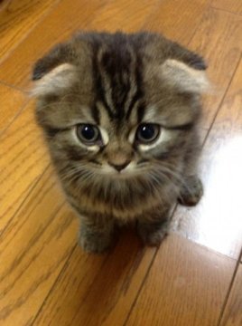 スコティッシュフォールド【埼玉県・男の子・2013年3月21日・ブラウンタビー】の写真「」