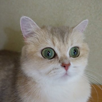 ブリティッシュショートヘア【埼玉県・女の子・2023年2月15日・ライラックシェーデットゴールデン】の写真「✨避妊手術済み・遺伝子検査済み(代金込み)」