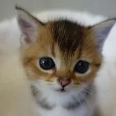 スコティッシュフォールド(立ち耳)【埼玉県・男の子・2022年3月12日・ゴールデン(ティックドタビー)】の写真1「4月22日撮影」