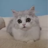 スコティッシュフォールド(立ち耳)【埼玉県・女の子・2023年9月22日・シェーデットシルバー&ホワイト(ロング)】の写真3「1/3」