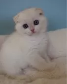 スコティッシュフォールド(折れ耳)【埼玉県・男の子・2023年11月29日・ゴールデンポイント】の写真4