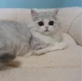 スコティッシュフォールド(立ち耳)【埼玉県・女の子・2023年9月22日・シェーデットシルバー&ホワイト(ロング)】の写真4「1/3」