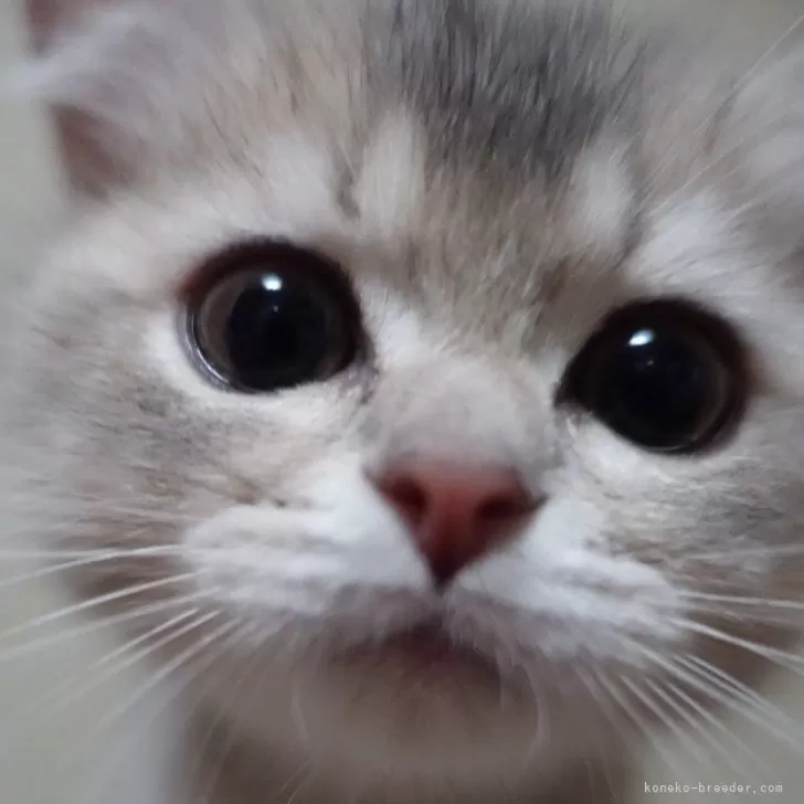 ID:2501-02366の子猫