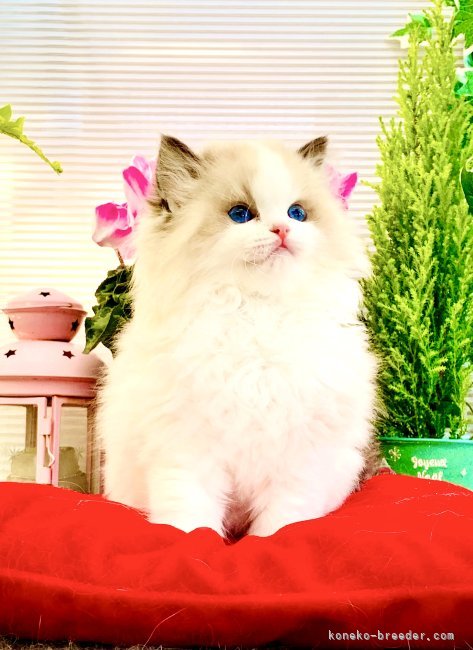 将来のママさんセリーヌ｜水越　イリナ(みずこし　いりな)ブリーダー(東京都・ラグドールなど・BCF登録)の紹介写真10