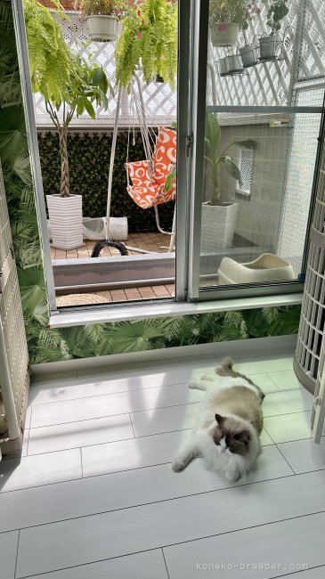 飼育環境｜水越　イリナ(みずこし　いりな)ブリーダー(東京都・ラグドールなど・BCF登録)の紹介写真4