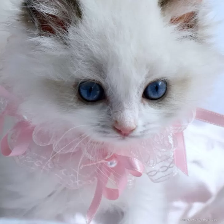 ID：2407-00996の子猫