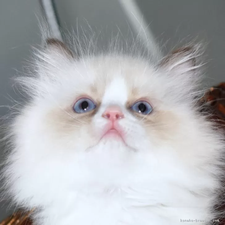 ID：2312-02097の子猫