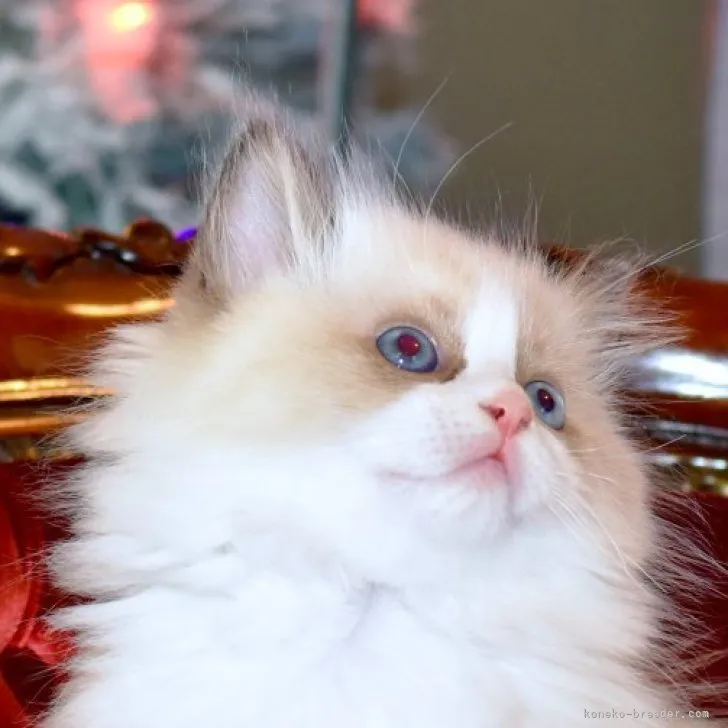 ID：2311-02651の子猫