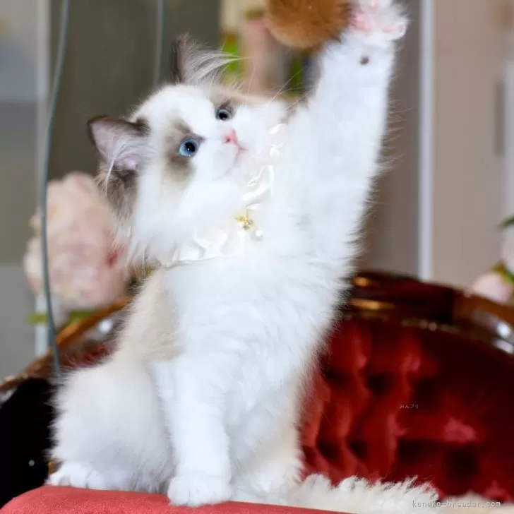 ID：2402-00094の子猫