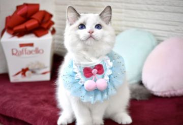 ラグドール【東京都・男の子・2021年10月18日・ブルーポイントバイカラー】の写真「ブルーアイのきれいな顔立ちの子です。」