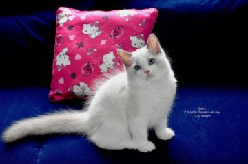 ラグドール【東京都・男の子・2019年5月27日・ブルーーポイントバイカラー】の写真「男の子らしい骨格のハンサムな子です」