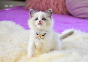 ラグドール【東京都・男の子・2020年1月20日・ブルーポイントバイカラー】の写真「可愛いお顔の元気な子」