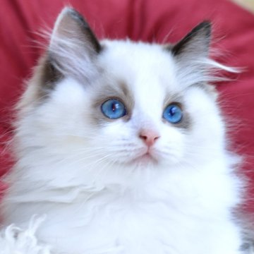 ラグドール【東京都・男の子・2023年9月27日・シールポイントバイカラー（ロングヘアー）】の写真「年末年始の企画セール中、甘えん坊でキュートな男の子」