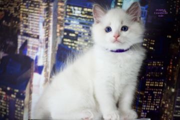 ラグドール【東京都・男の子・2021年5月13日・ブルーポイントバイカラー】の写真「ハチワレの可愛いお顔で貴重なライラックカラーです」