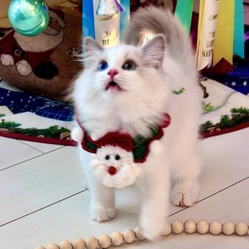 ラグドール【東京都・男の子・2024年9月12日・ブルーポイントバイカラー】の写真「輝かしい眼差しのスウｲートフェース、シルクヘアー」