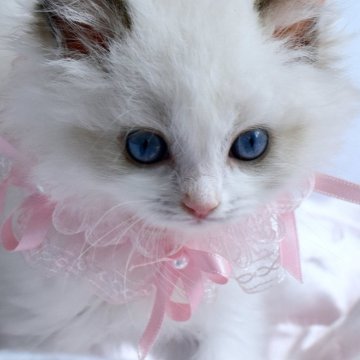 ラグドール【東京都・女の子・2024年5月18日・ブルーポイントバイカラー（ロングヘアー）】の写真「とてもキュートな女の子です」