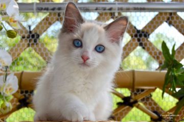 ラグドール【東京都・女の子・2020年5月15日・ブルーポイントバイカラー】の写真「お目目ぱっちりな女の子です」