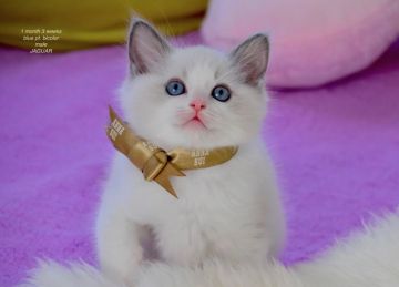 ラグドール【東京都・男の子・2020年1月20日・ブルーポイントバイカラー】の写真「骨格のしっかりした優しい子です」